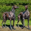 Bronze Sculpture Man and Hound Staring on Park for Decoration