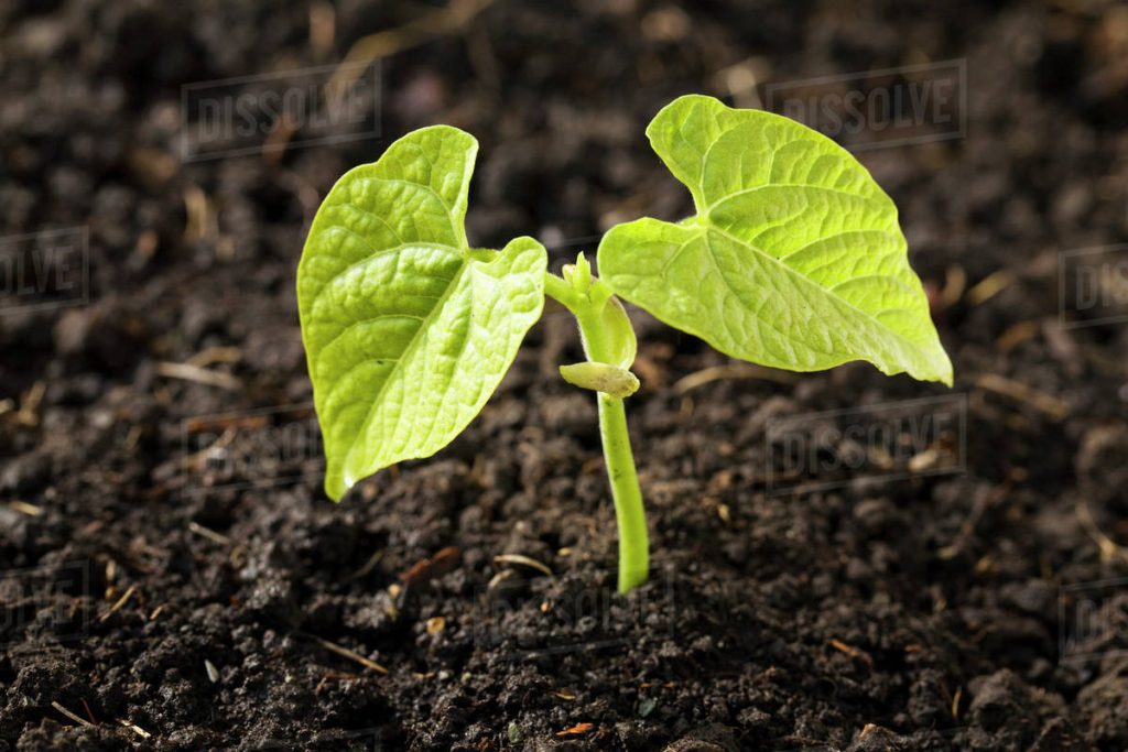 what nutrients do bean plants need to grow faster