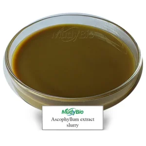 Seaweed-Fertilizer-Ascophyllum-Nodosum-Extract-Algae-Biositimulant-Organic-Liquid-Fertilizer-for-Agriculture Seaweed Fertilizer Ascophyllum Nodosum Extract Algae Biositimulant Organic Liquid