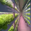 40FT-Container-Hydroponic-Farm-with-Remote-Monitoring-for-Easy-and-Smart-Operation (2) 40FT Container Hydroponic Farm with Remote Monitoring for Easy and Smart Operation