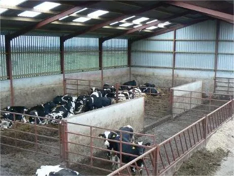 Steel Structure for Cattle Farm with Durable Panels and Insulation