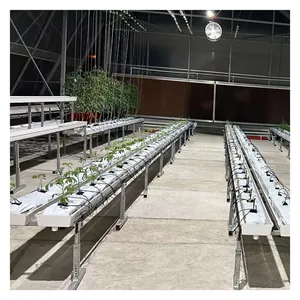 Strawberry Farm a Type with Aluminum Structure and Smart Control System