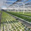Indoor-and-Greenhouse-Hydroponic-Farm-with-Soilless-Cultivation Indoor and Greenhouse Hydroponic Farm with Soilless Cultivation