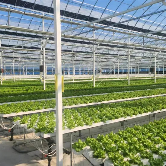 Indoor-and-Greenhouse-Hydroponic-Farm-with-Soilless-Cultivation (2) Indoor and Greenhouse Hydroponic Farm with Soilless Cultivation
