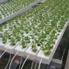 Indoor-and-Greenhouse-Hydroponic-Farm-with-Soilless-Cultivation (3) Indoor and Greenhouse Hydroponic Farm with Soilless Cultivation