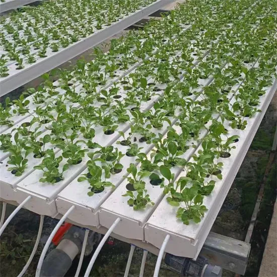 Indoor-and-Greenhouse-Hydroponic-Farm-with-Soilless-Cultivation (3) Indoor and Greenhouse Hydroponic Farm with Soilless Cultivation