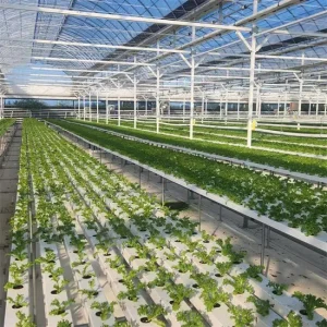 Indoor-and-Greenhouse-Hydroponic-Farm-with-Soilless-Cultivation Indoor and Greenhouse Hydroponic Farm with Soilless Cultivation