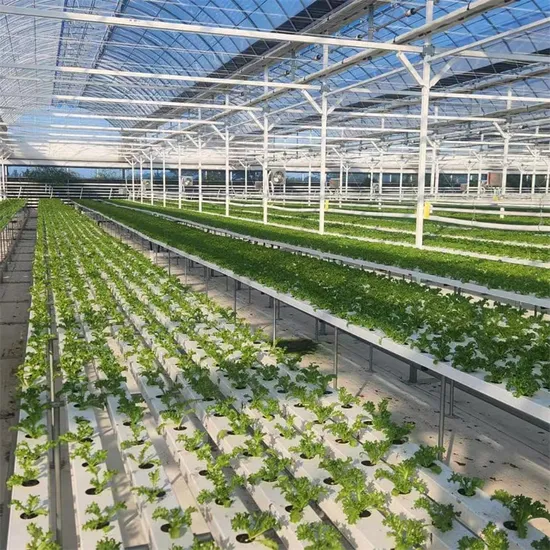 Indoor and Greenhouse Hydroponic Farm with Soilless Cultivation