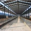 Industrial Light Steel Structure Workshop Building Construction Prefabricated Steel Structure Building Farm with Anti-Rusty Metal Frame