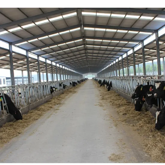Light Steel Structure Cow Farm with Sandwich Panel Roof
