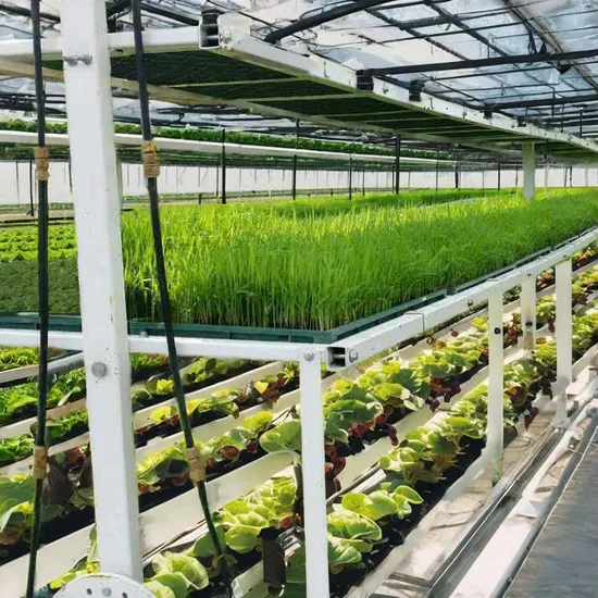 Mushroom-Grow-Room-Smart-Greenhouse-Farming-Machine-Shipping-Container-Farm (3) Mushroom Grow Room Smart Greenhouse Farming Machine Shipping Container Farm