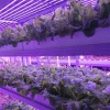 Mushroom-Grow-Room-Smart-Greenhouse-Farming-Machine-Shipping-Container-Farm (5) Container Farm Lettuce Greenhouse Vertical Hydroponics Agricultural System Shipping Container Farm