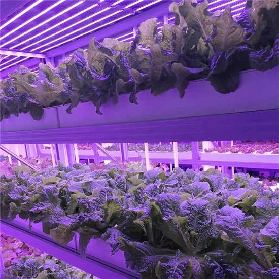 Mushroom-Grow-Room-Smart-Greenhouse-Farming-Machine-Shipping-Container-Farm (5) Container Farm Lettuce Greenhouse Vertical Hydroponics Agricultural System Shipping Container Farm