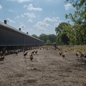 Steel-Structure-for-Cattle-Farm-with-Durable-Panels-and-Insulation (4) Steel Structure for Cattle Farm with Durable Panels and Insulation