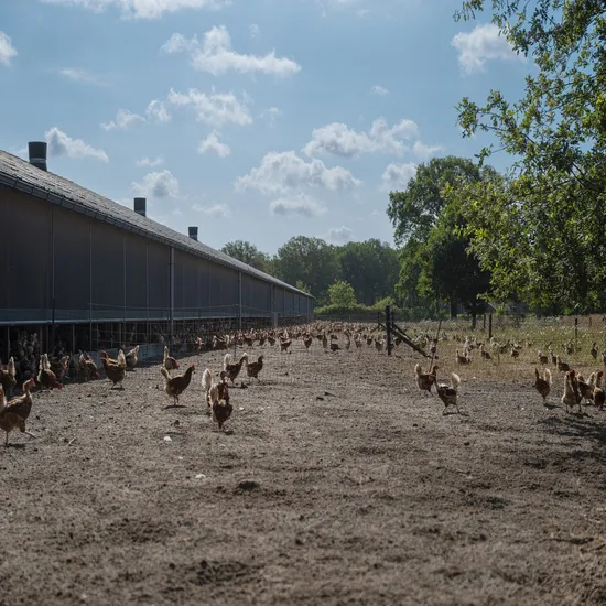 Steel Structure for Cattle Farm with Durable Panels and Insulation