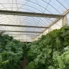 Strawberry-Farm-a-Type-with-Aluminum-Structure-and-Smart-Control-System (1) Strawberry Farm a Type with Aluminum Structure and Smart Control System