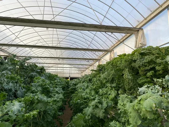 Strawberry-Farm-a-Type-with-Aluminum-Structure-and-Smart-Control-System (1) Strawberry Farm a Type with Aluminum Structure and Smart Control System