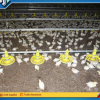 s5 Durable and Cheap Mobile Chicken Farm with Factory Design